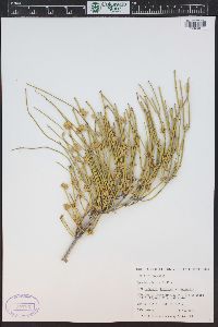 Ephedra viridis image