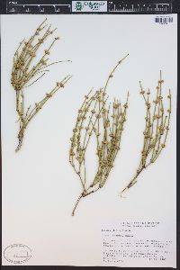 Ephedra viridis image