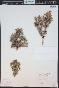 Juniperus communis var. depressa image