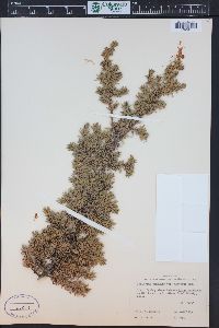 Juniperus communis var. depressa image