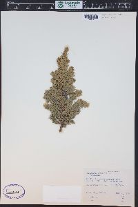 Juniperus communis var. depressa image