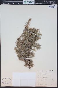 Juniperus communis var. depressa image