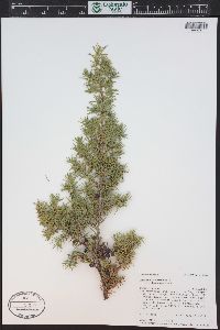 Juniperus communis var. depressa image