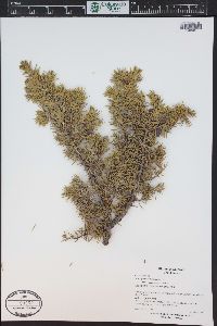 Juniperus communis var. depressa image