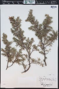 Juniperus communis var. depressa image