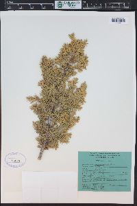 Juniperus communis var. depressa image