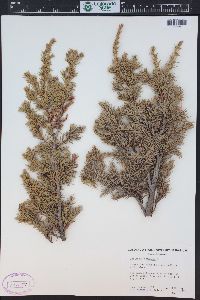 Juniperus communis var. depressa image