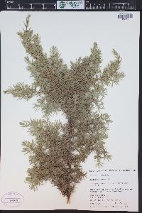 Juniperus communis var. depressa image