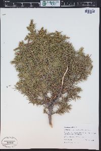 Juniperus communis var. depressa image