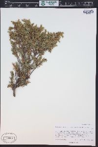 Juniperus communis var. depressa image