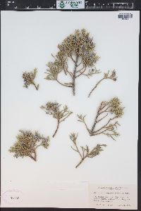 Juniperus monosperma image