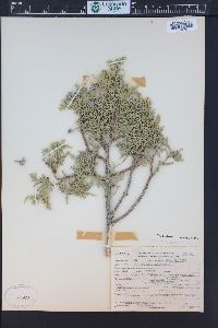 Juniperus osteosperma image