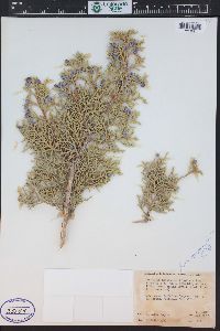 Juniperus osteosperma image