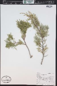 Juniperus scopulorum image