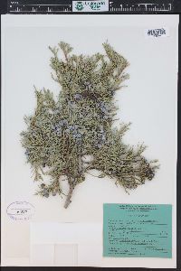 Juniperus scopulorum image