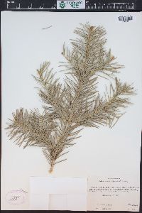 Abies concolor image