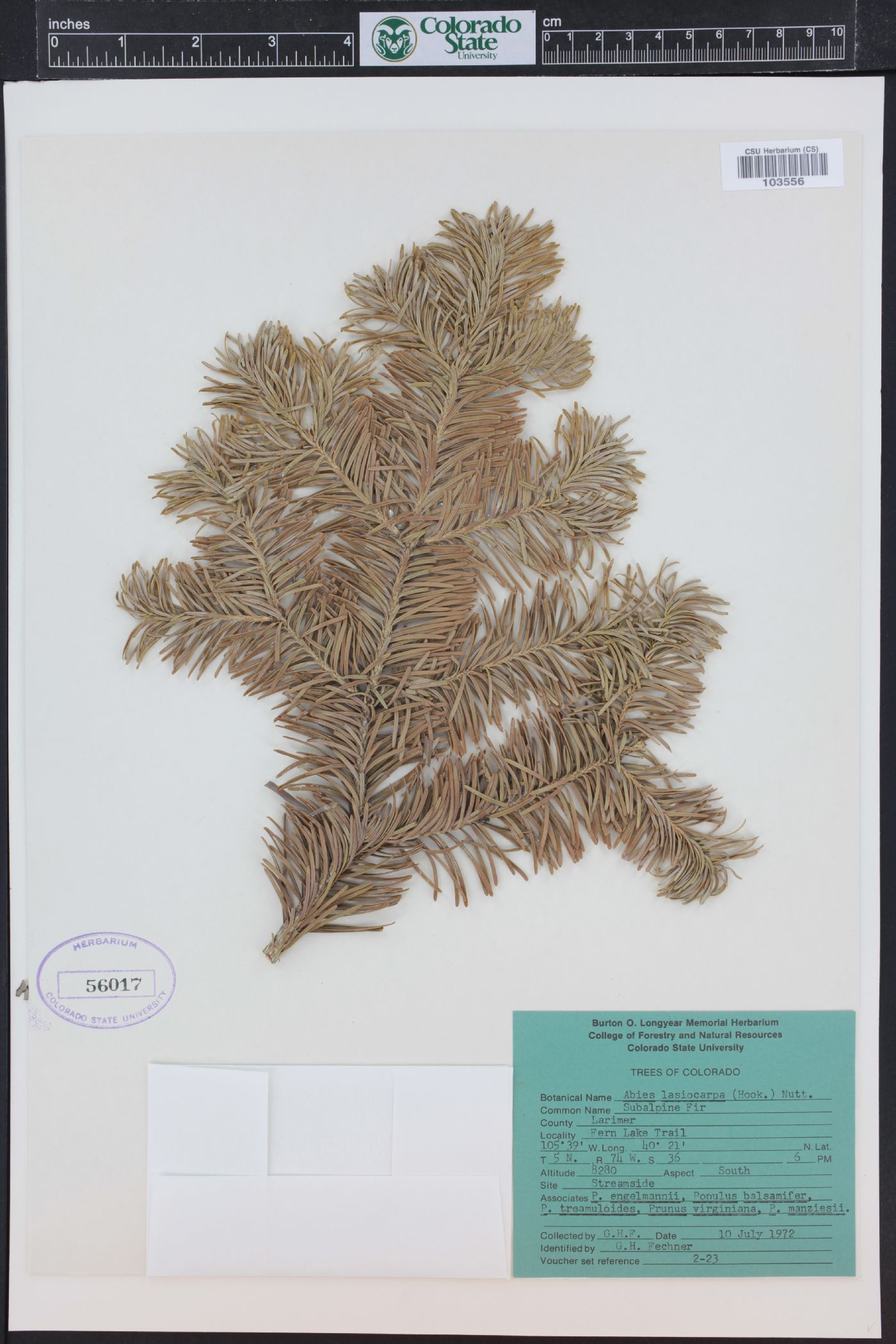 Abies lasiocarpa subsp. lasiocarpa image