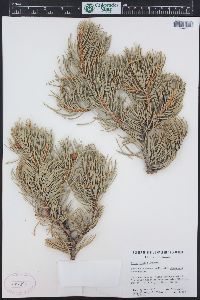 Pinus edulis image