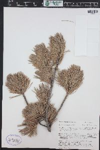 Pinus flexilis image