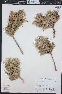 Pinus flexilis image