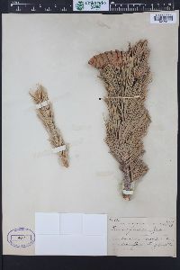 Pinus flexilis image