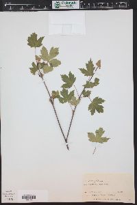 Acer glabrum image