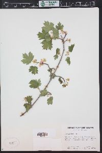 Acer glabrum image