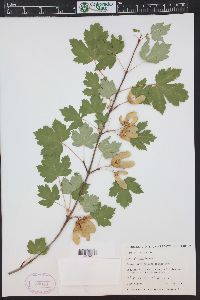 Acer glabrum image