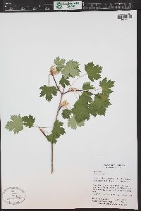 Acer glabrum image