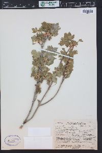 Acer glabrum image