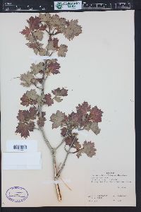 Acer glabrum image