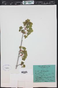 Acer glabrum image