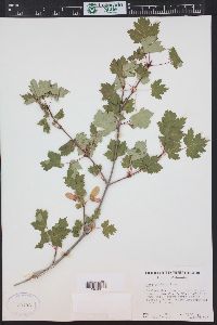 Acer glabrum image