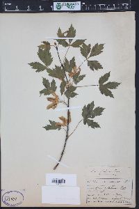 Acer glabrum image