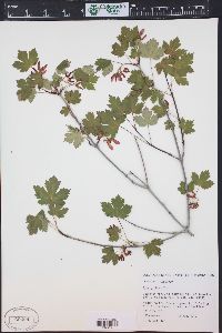 Acer glabrum image