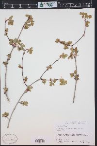 Acer glabrum image