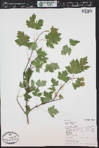 Acer glabrum image