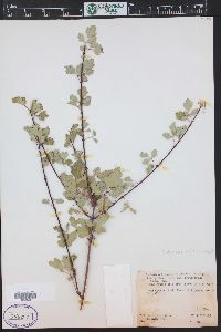 Acer glabrum image