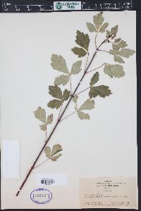 Acer glabrum var. neomexicanum image