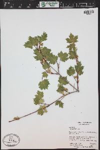 Acer glabrum image