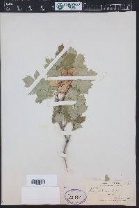 Acer glabrum image