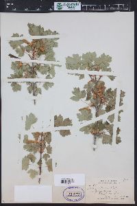 Acer glabrum image