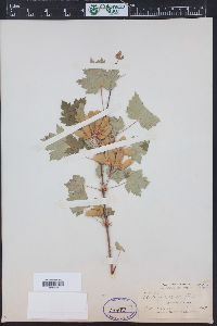 Acer glabrum image