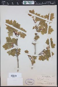 Acer glabrum image