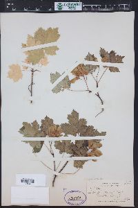 Acer glabrum image