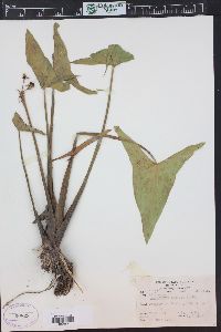 Sagittaria cuneata image