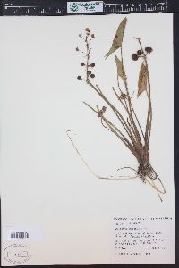 Sagittaria cuneata image