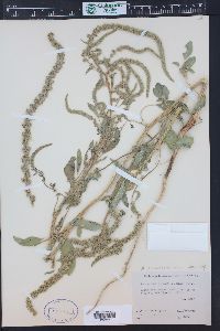 Amaranthus arenicola image