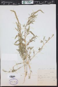 Amaranthus arenicola image