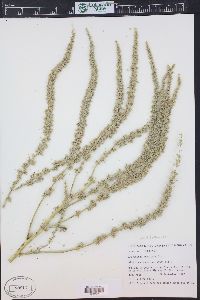 Amaranthus arenicola image